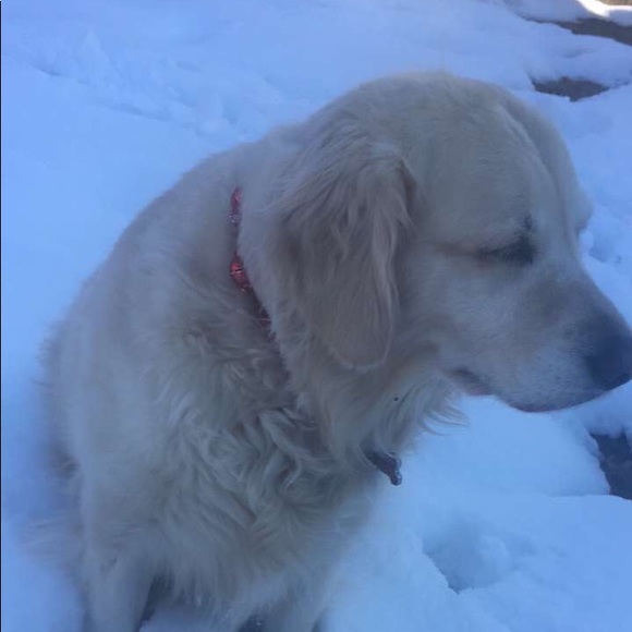 Meet your Posher, Anna - Picture 1 of 1